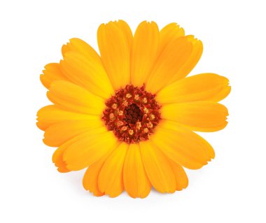 Calendula. Beyaz arka plan üzerinde izole kadife çiçeği çiçek