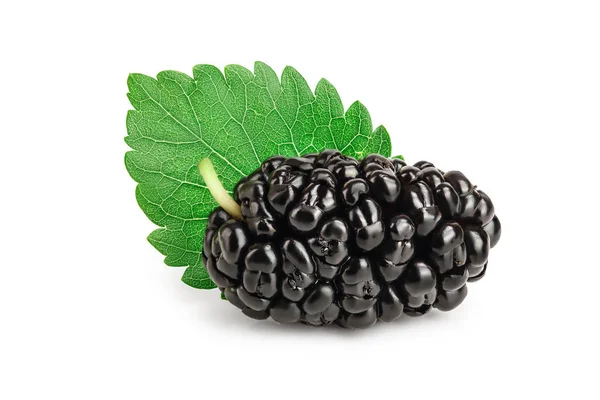 Mulberry med leaf isolerad på vit bakgrund — Stockfoto