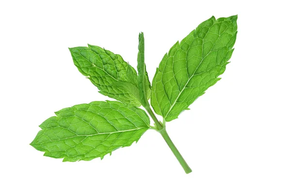 Hojas frescas de menta aisladas sobre fondo blanco — Foto de Stock