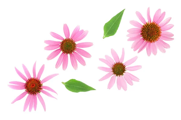 Coneflower of Echinacea purpurea geïsoleerd op witte achtergrond, Top View. Platte lay. — Stockfoto