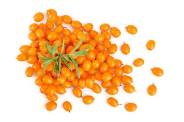 Deniz topalak. Taze olgun berry ile izole üzerinde beyaz arka plan bırakır. Üstten görünüm. Düz yatıyordu desen