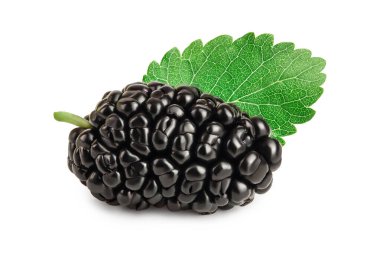 Beyaz arka plan üzerinde izole yaprak dut