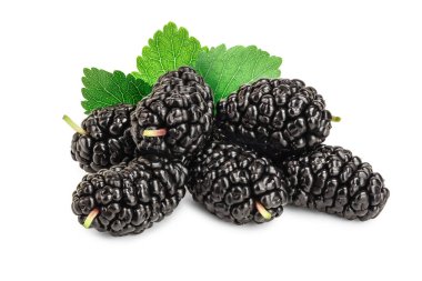 Beyaz arka plan üzerinde izole yaprak dut