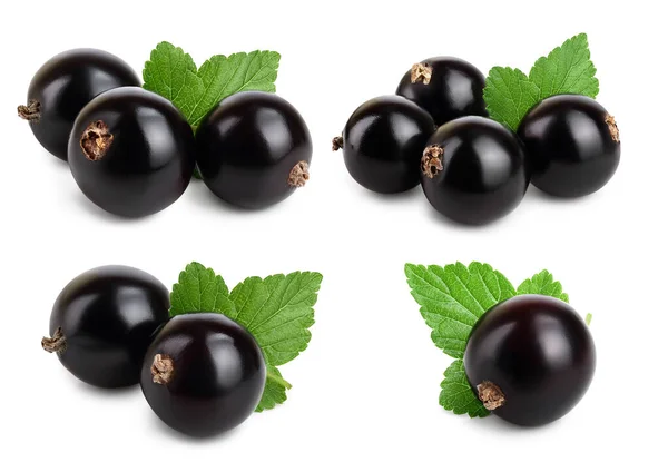 Set or collection black currant with leaf isolated on white background — ストック写真