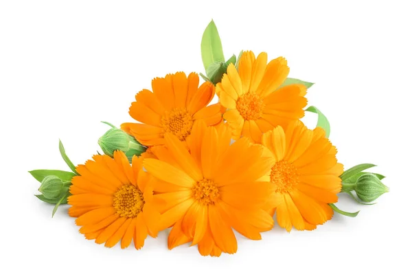 Calendula. Goudsbloem bloem geïsoleerd op witte achtergrond — Stockfoto