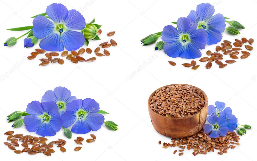 Set or collection flax blue flowers closeup isolated on white background.