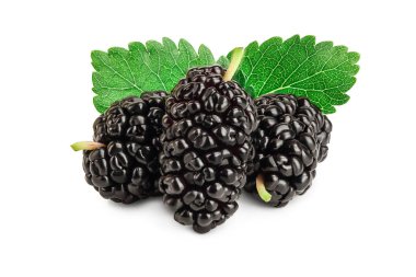 Beyaz arka plan üzerinde izole yaprak dut