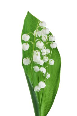 Vadi çiçeklerinin Lilly 'si beyaz arka planda soyutlanmış, kırpma yolu ve geniş bir alan derinliğinde.