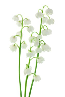 Vadi çiçeklerinin Lilly 'si beyaz arka planda soyutlanmış, kırpma yolu ve geniş bir alan derinliğinde.