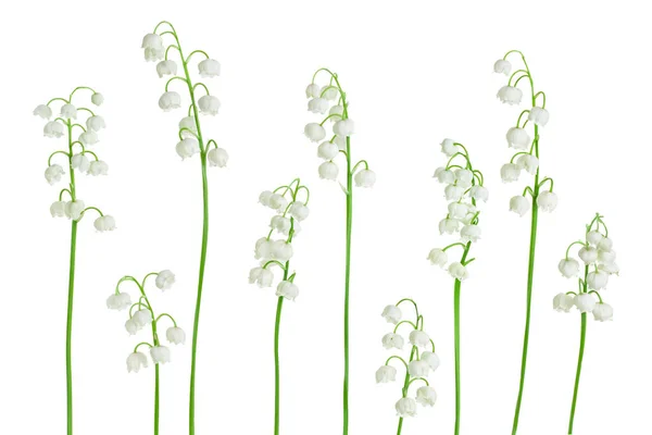 Die Maiglöckchen blühen isoliert auf weißem Hintergrund mit Schnittpfad und voller Schärfentiefe — Stockfoto