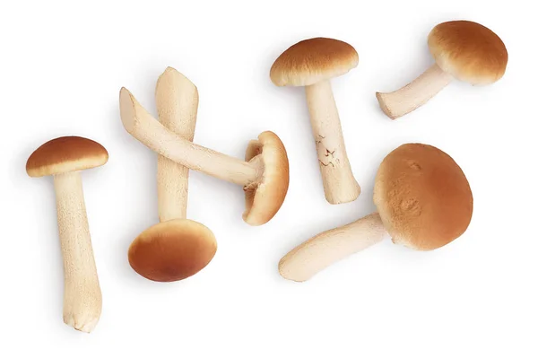 Honey fungus mushrooms isolated on white background with clipping path. Top view. Flat lay. — Stock Photo, Image