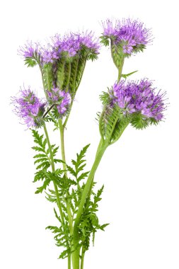Phacelia çiçeği beyaz arka planda tam derinlikte izole edilmiş.