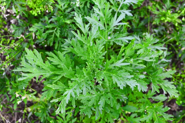 Ragweed çalıları. Alerjik reaksiyona sebep olan Ambrosia artemisiifolia çalıları. Genç çalılar henüz çiçek açmadı. Yakın plan. Seçici odak. — Stok fotoğraf