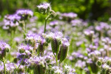 Lacy phacelia çiçeği, mavi tansi veya mor tansi