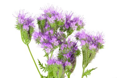 Phacelia çiçeği beyaz arka planda tam derinlikte izole edilmiş.