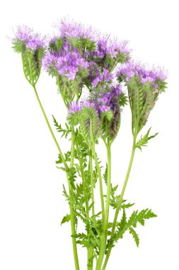 Phacelia çiçeği beyaz arka planda tam derinlikte izole edilmiş.