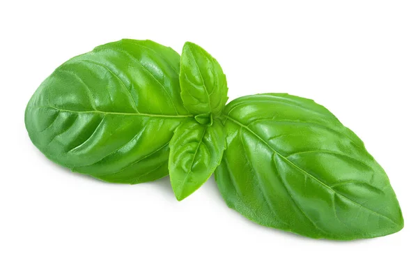 Fresh basil leaf isolated on white background with clipping path and full depth of field — Stock Photo, Image