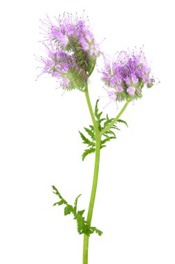 Phacelia çiçeği beyaz arka planda tam derinlikte izole edilmiş.