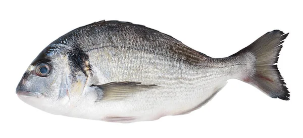 Рыба Dorado изолированы на белом фоне с обрезкой пути и полной глубиной резкости. Вид сверху. Плоский лежал — стоковое фото