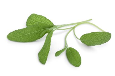 Adaçayı yaprakları beyaz arka planda izole edilmiş kırpma yolu ve tam derinlikte. Üst Manzara. Düz yatıyordu