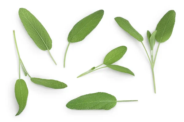 Φασκόμηλο φύλλα βότανο απομονώνονται σε λευκό φόντο με απόκομμα διαδρομή. Στο πάνω μέρος. Επίπεδη — Φωτογραφία Αρχείου