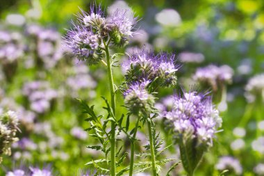 Lacy phacelia çiçeği, mavi tansi veya mor tansi