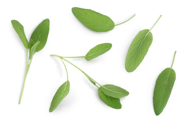 Sage herb leaves isolated on white background with clipping path . Top view. Flat lay — Stock Photo, Image