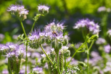 Lacy phacelia çiçeği, mavi tansi veya mor tansi