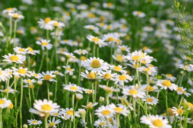 Papatya ya da papatya tarlasında yetişir. Çiçek arkaplanı