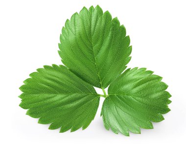 Çilek yaprağı kırpma yolu ve tam derinlik ile beyaz arkaplanda izole edildi