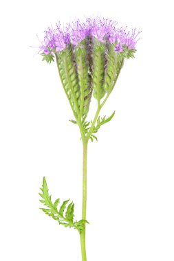 Phacelia çiçeği beyaz arka planda tam derinlikte izole edilmiş.