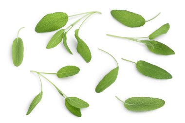 Bilge bitki yaprakları kesme yolu ile beyaz arkaplanda izole edilir. Üst Manzara. Düz yatıyordu