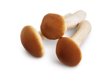 beyaz arkaplanda izole edilmiş bal mantarları kırpma yolu ve tam derinlik