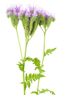 Phacelia çiçeği beyaz arka planda tam derinlikte izole edilmiş.