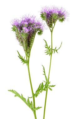 Phacelia çiçeği beyaz arka planda tam derinlikte izole edilmiş.