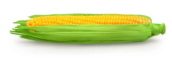 Ear of corn isolated on a white background. Clipping path and full depth of field — Stock Photo, Image