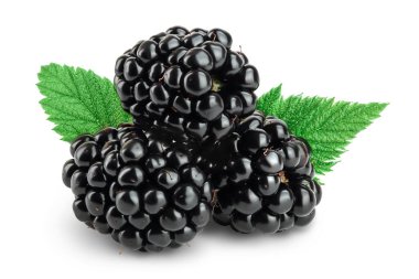 Yapraklı böğürtlen beyaz arka planda izole edilmiş. Kesme yolu ve tam alan derinliği