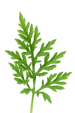 Ragweed yaprağı kırpma yolu ve tam derinlikteki beyaz arkaplanda izole edildi