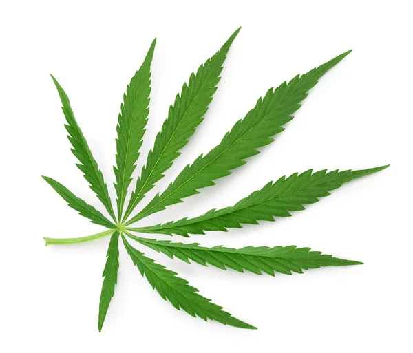 Foglia di cannabis isolata su sfondo bianco con percorso di ritaglio e piena profondità di campo — Foto Stock