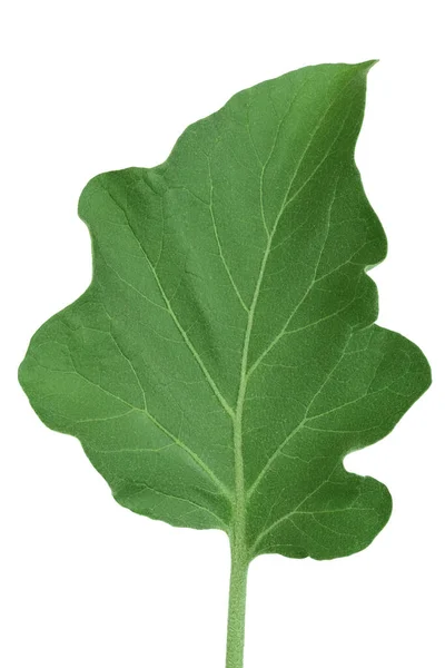 Aubergine blad geïsoleerd op witte achtergrond met clipping pad — Stockfoto