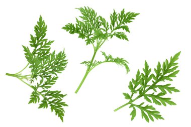 Ragweed yaprağı beyaz arka planda izole edilmiş, kırpma yolu ve tam derinlikte bir alan. Üst Manzara. Düz yatıyordu