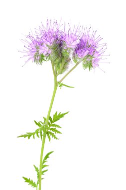 Phacelia çiçeği beyaz arka planda tam derinlikte izole edilmiş.