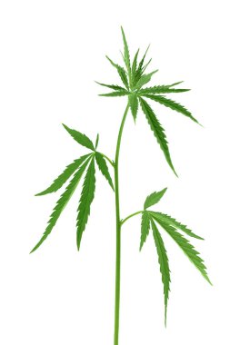 Kenevir yaprağı kırpma yolu ve tam derinlik ile beyaz arkaplanda izole edildi