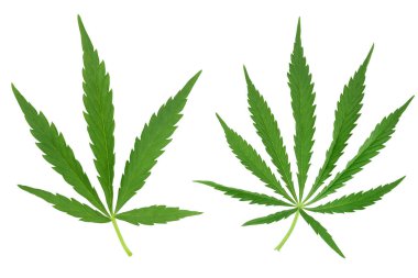 Kenevir yaprağı kırpma yolu ve tam derinlik ile beyaz arkaplanda izole edildi