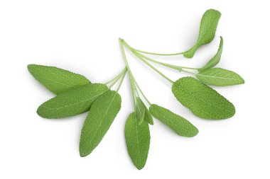 Bilge bitki yaprakları kesme yolu ile beyaz arkaplanda izole edilir. Üst Manzara. Düz yatıyordu