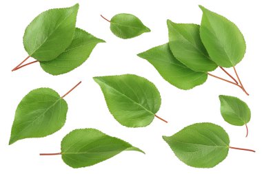 Kayısı yaprağı beyaz bir arkaplanda izole edilmiş. Kırpma yolu ve geniş bir alan. Üst Manzara. Düz yatıyordu