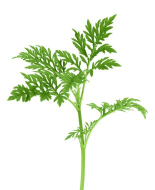 Ragweed yaprağı kırpma yolu ve tam derinlikteki beyaz arkaplanda izole edildi