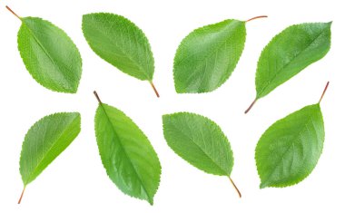 Kesme yolu ve alan derinliği olan beyaz bir arkaplanda izole edilmiş kiraz yaprağı. Üst Manzara. Düz yatıyordu