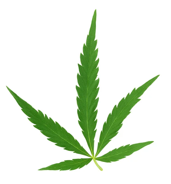Cannabisblad geïsoleerd op witte achtergrond met knippad en volle velddiepte — Stockfoto