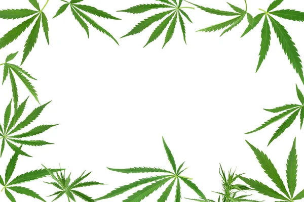 Cannabisblad geïsoleerd op witte achtergrond met knippad en volle velddiepte — Stockfoto